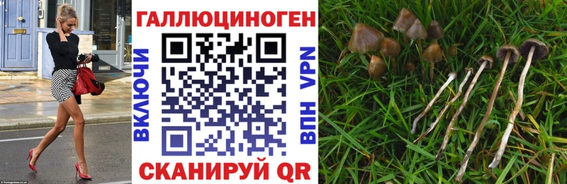 Псилоцибиновые грибы Psilocybe  KRAKEN зеркало  Гусь-Хрустальный 
